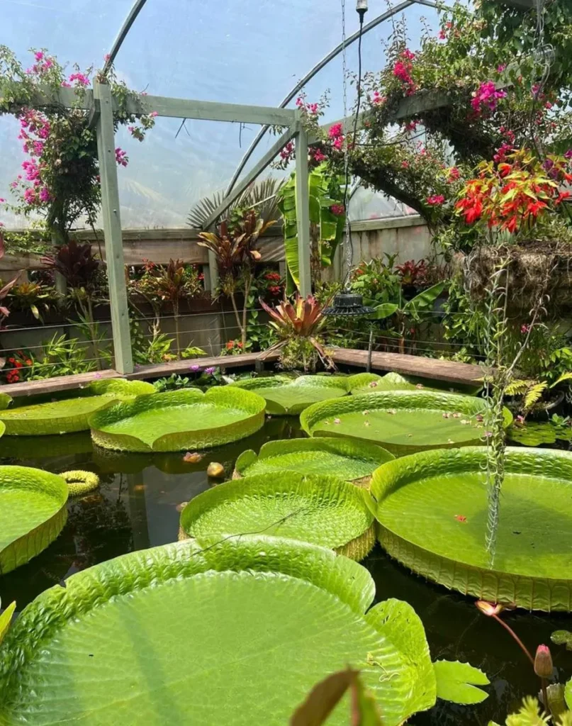 Blue Lotus Water Garden