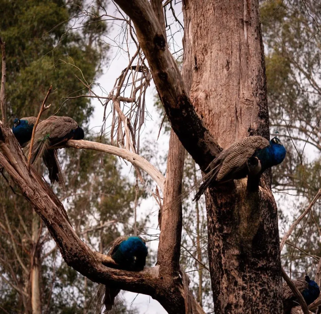 Errinundra National Park