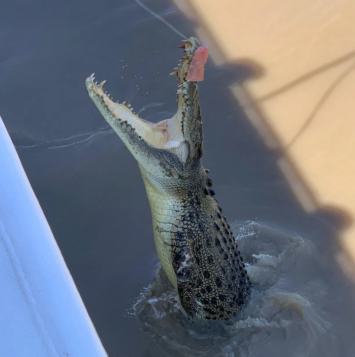 Has There Ever Been an Accident on the Jumping Crocodile Cruise?