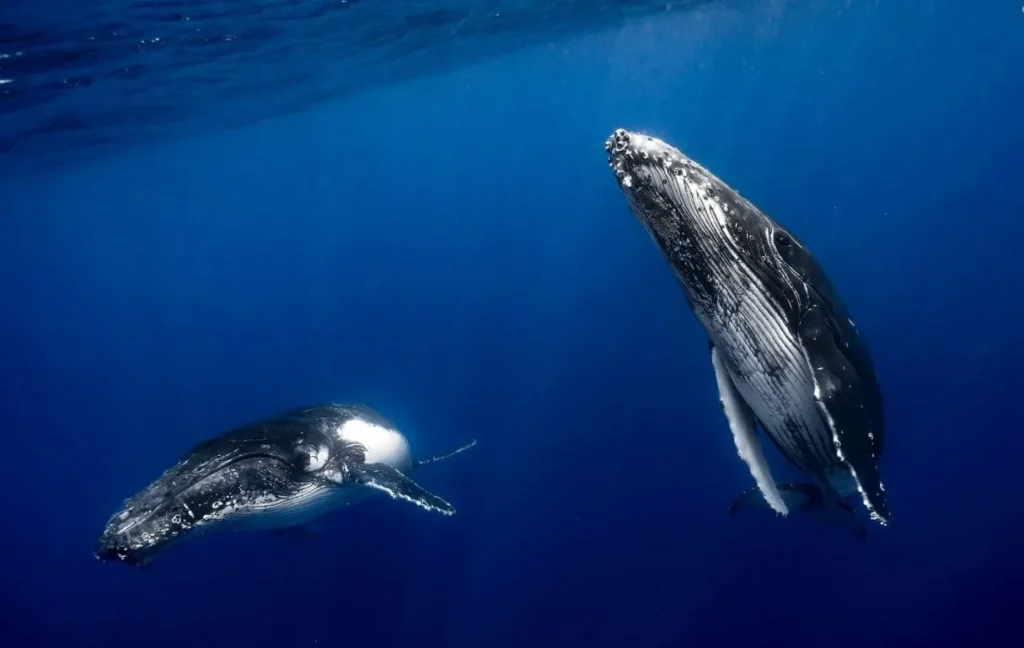 Humpback Whale Safaris