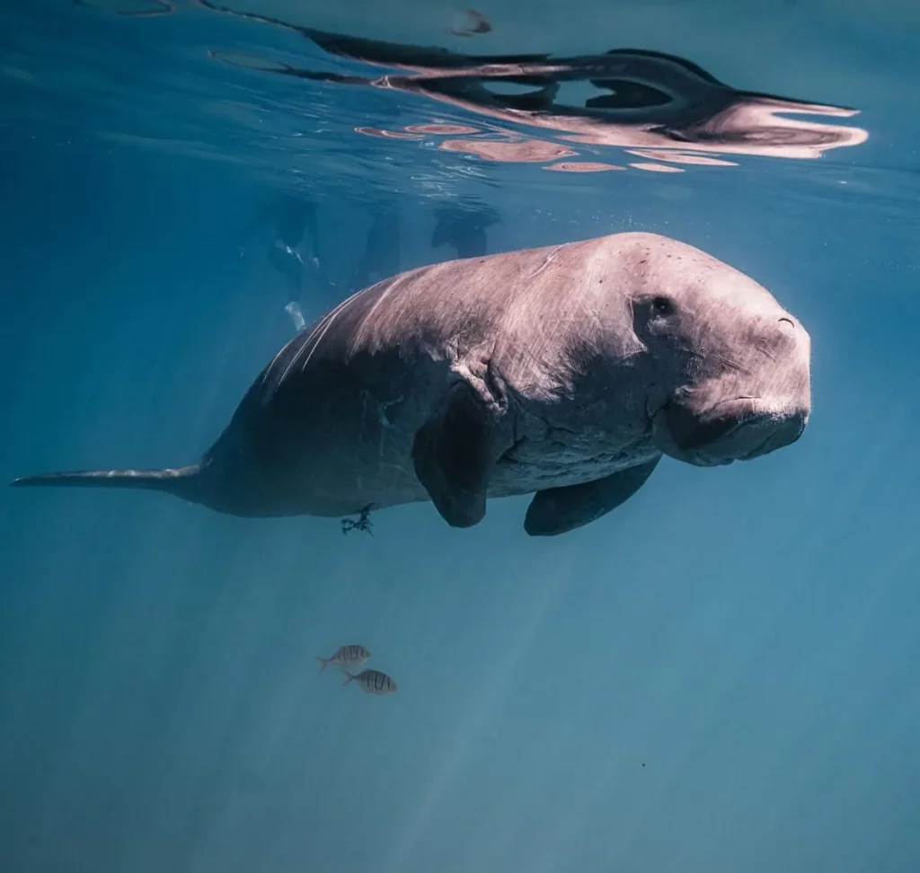 Night Dives and Dugong Encounters