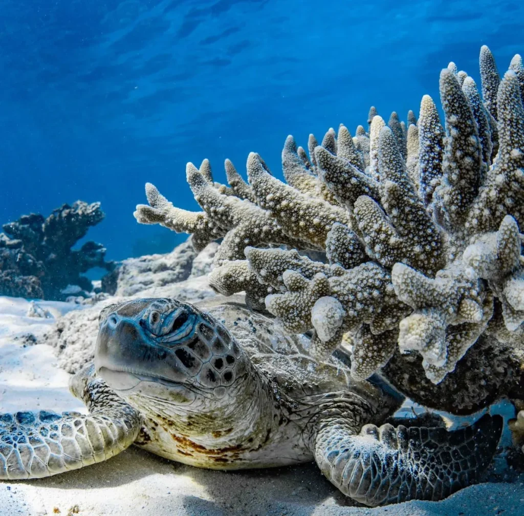 Ningaloo Reef