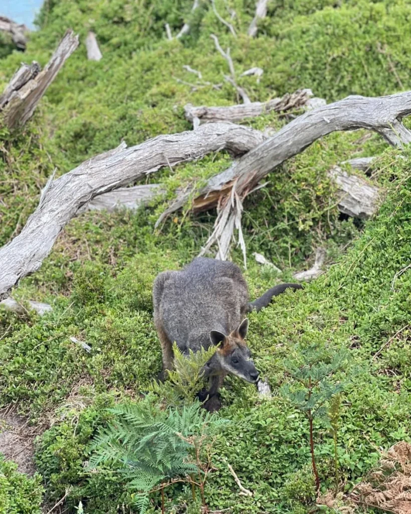 Phillip Island Nature Park