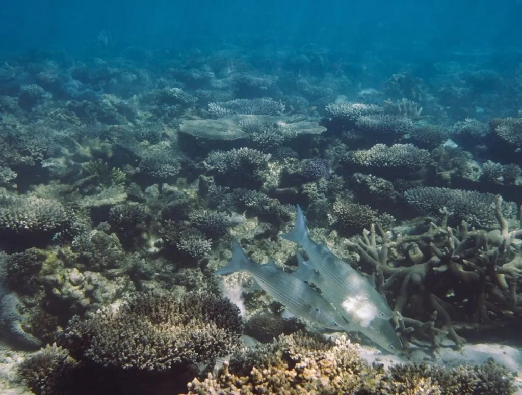 Reef Sharks