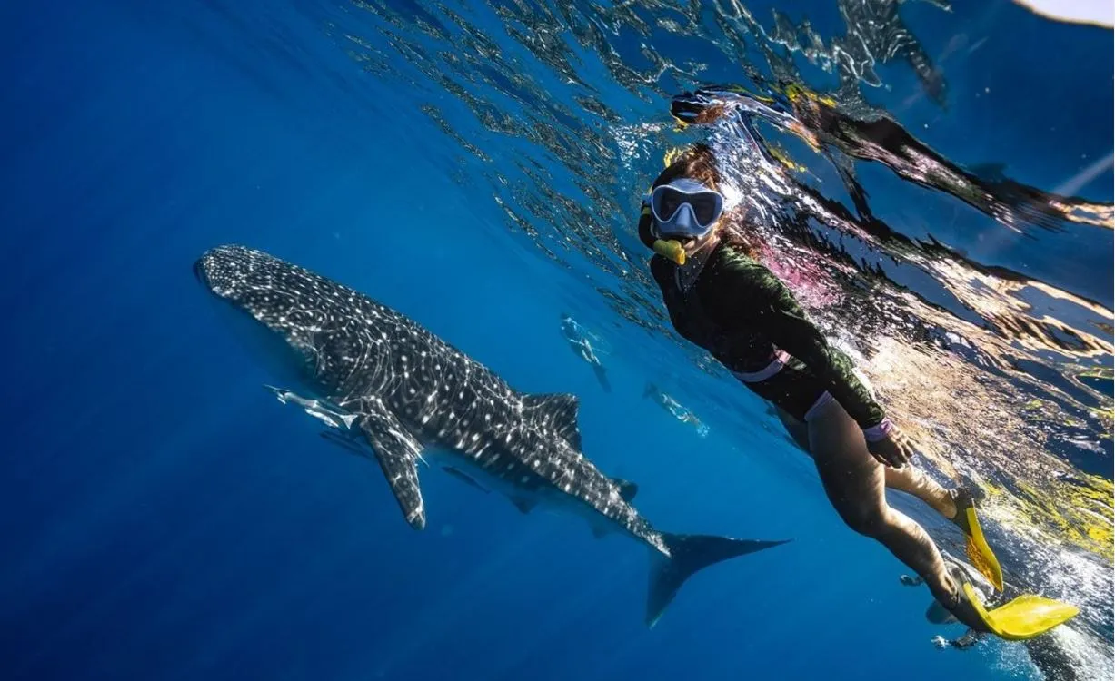 Shark Adventures in Exmouth: Swim with Whale Sharks & Explore Ningaloo Reef’s Marine Wonders