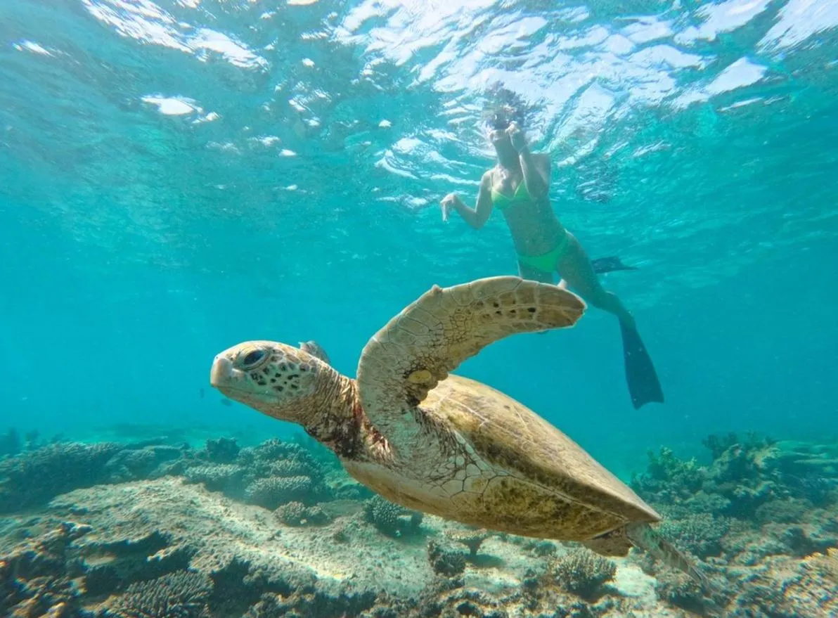 Snorkel at Oyster Stacks: A Hidden Gem for Underwater Adventures