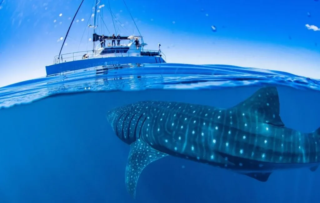 Whalesharks Ningaloo